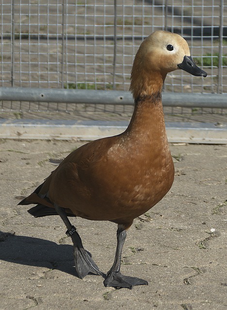欧冠还没完